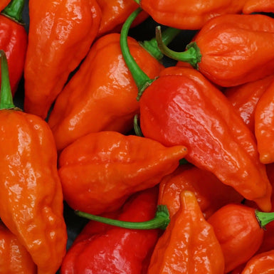 Pepper Seeds - Hot - Bhut Jolokia (Red Ghost) - Alliance of Native Seedkeepers - 1. All Vegetables