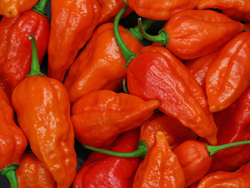 Pepper Seeds - Hot - Bhut Jolokia (Red Ghost) - Alliance of Native Seedkeepers - 1. All Vegetables