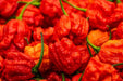 Pepper Seeds - Hot - Carolina Reaper - Alliance of Native Seedkeepers - 0. New Items 2022