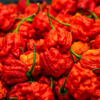 Pepper Seeds - Hot - Carolina Reaper - Alliance of Native Seedkeepers - 0. New Items 2022