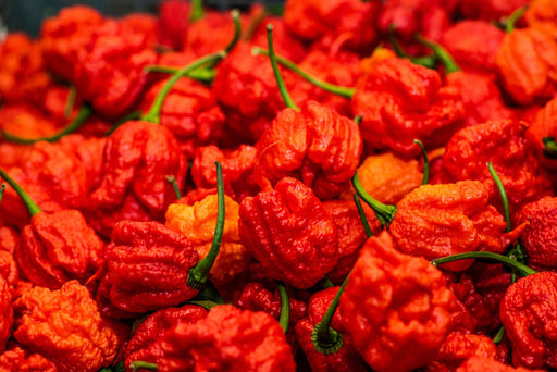 Pepper Seeds - Hot - Carolina Reaper - Alliance of Native Seedkeepers - 0. New Items 2022