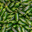 Pepper Seeds - Hot - Early Jalapeño Pepper - Alliance of Native Seedkeepers - Vegetable Seeds