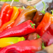 Pepper Seeds - Hot - Hungarian Hot Wax Peppers - Alliance of Native Seedkeepers - Vegetable Seeds