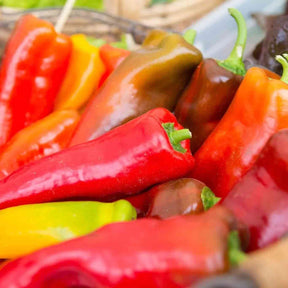 Pepper Seeds - Hot - Hungarian Hot Wax Peppers - Alliance of Native Seedkeepers - Vegetable Seeds