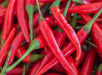 Pepper Seeds - Hot - Long Red Thin Cayenne - Alliance of Native Seedkeepers - Pepper