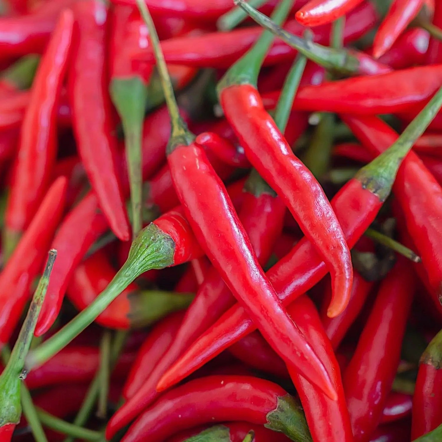 Pepper Seeds - Hot - Long Red Thin Cayenne Pepper - Alliance of Native Seedkeepers - Vegetable Seeds