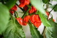 Pepper Seeds - Hot - Moruga Trinidad Scorpion Red - Alliance of Native Seedkeepers - 0. New Items 2022