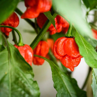 Pepper Seeds - Hot - Moruga Trinidad Scorpion Red - Alliance of Native Seedkeepers - 0. New Items 2022