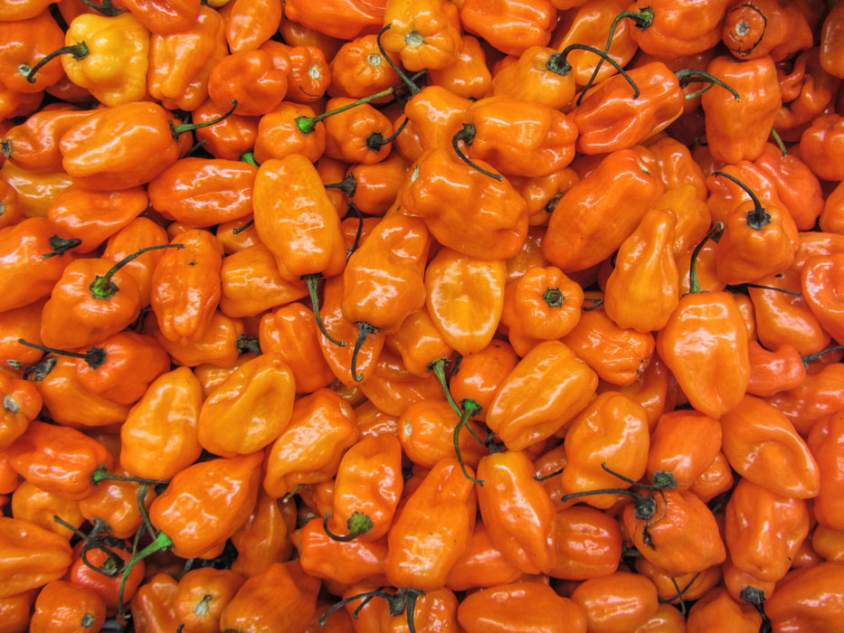 Pepper Seeds - Hot - Orange Habanero - Alliance of Native Seedkeepers - Pepper