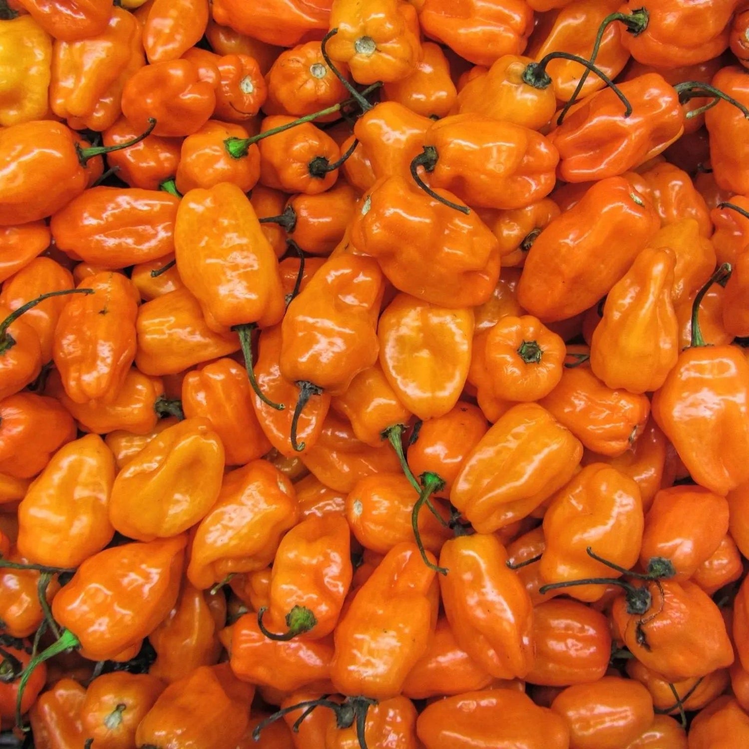 Pepper Seeds - Hot - Orange Habanero Pepper - Alliance of Native Seedkeepers - Vegetable Seeds