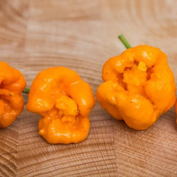 Pepper Seeds - Hot - Seven Pot Yellow - Alliance of Native Seedkeepers - 0. New Items 2022