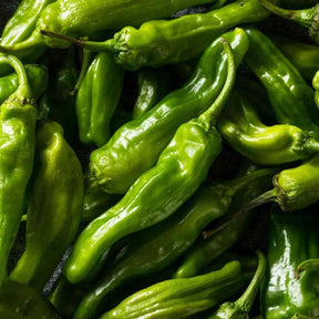 Pepper Seeds - Hot - Shishito - Alliance of Native Seedkeepers - Vegetable Seeds