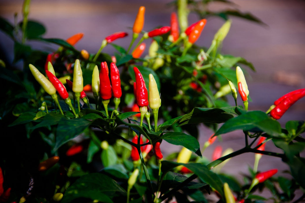 Pepper Seeds - Hot - Tabasco - Alliance of Native Seedkeepers - Pepper