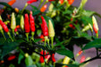 Pepper Seeds - Hot - Tabasco - Alliance of Native Seedkeepers - Pepper