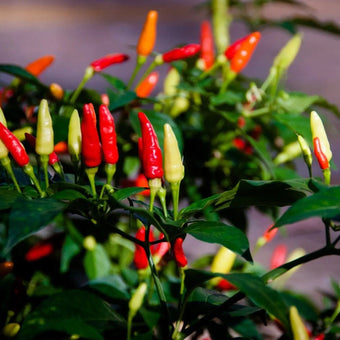 Pepper Seeds - Hot - Tabasco - Alliance of Native Seedkeepers - Pepper