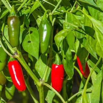 Pepper Seeds - Hot -Traveler Jalapeno - Alliance of Native Seedkeepers - Pepper