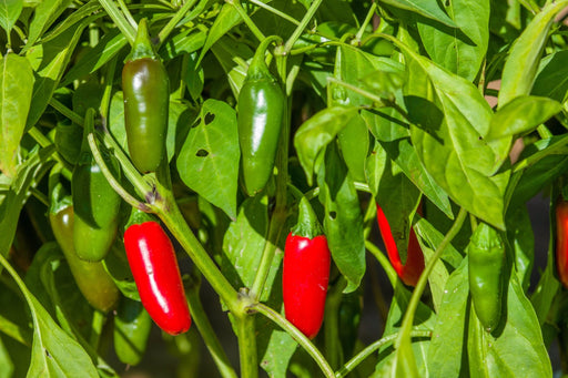 Pepper Seeds - Hot -Traveler Jalapeno - Alliance of Native Seedkeepers - Pepper