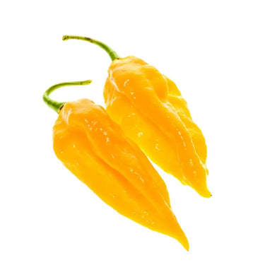 Pepper Seeds - Hot - Yellow Ghost (BHUT JOLOKIA) - Alliance of Native Seedkeepers - 0. New Items 2022