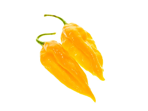 Pepper Seeds - Hot - Yellow Ghost (BHUT JOLOKIA) - Alliance of Native Seedkeepers - 0. New Items 2022