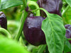 Pepper Seeds - Purple Beauty Bell - Alliance of Native Seedkeepers - Pepper