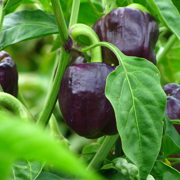 Pepper Seeds - Purple Beauty Bell - Alliance of Native Seedkeepers - Pepper