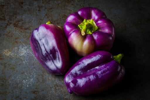 Pepper Seeds - Purple Beauty Bell - Alliance of Native Seedkeepers - Pepper