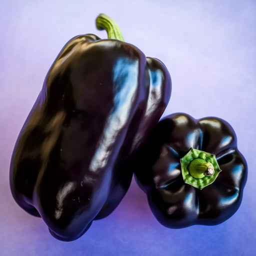 Pepper Seeds - Purple Beauty Bell - Alliance of Native Seedkeepers - Pepper