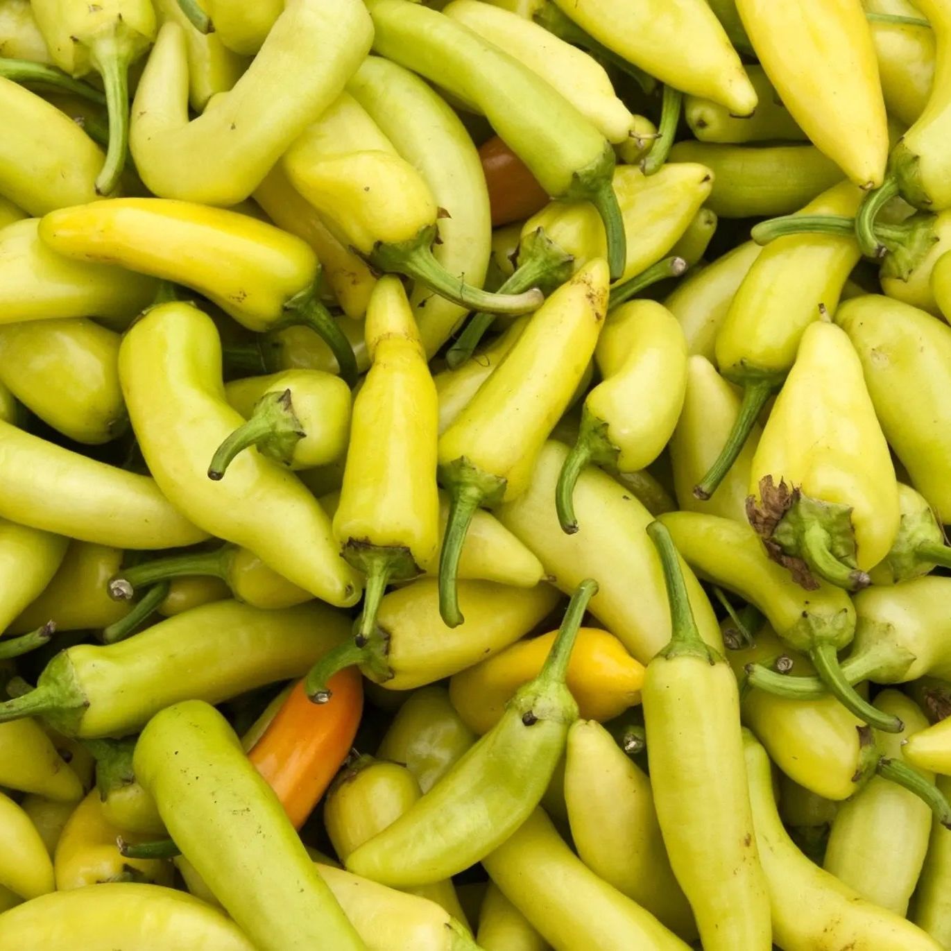 Pepper Seeds - Sweet - Banana Peppers - Alliance of Native Seedkeepers - Vegetable Seeds