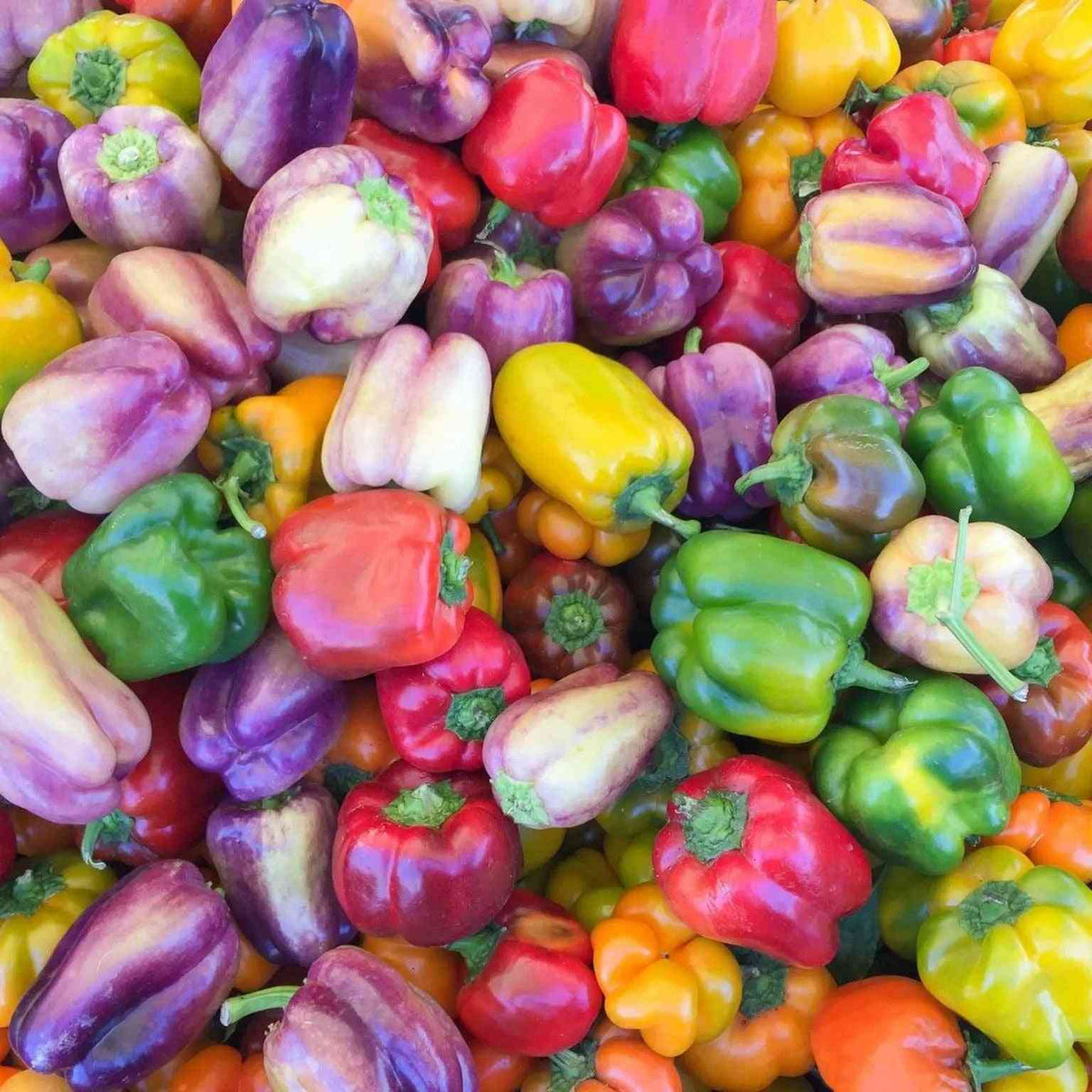 Sienna Pepper Seeds - Sweet Bell Mix Peppers Alliance Of Native Seedkeepers Vegetable Seeds
