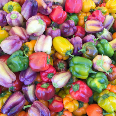 Pepper Seeds - Sweet Bell Mix - Alliance of Native Seedkeepers - Pepper