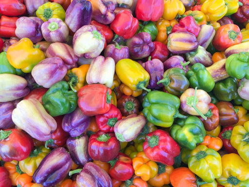 Pepper Seeds - Sweet Bell Mix - Alliance of Native Seedkeepers - Pepper