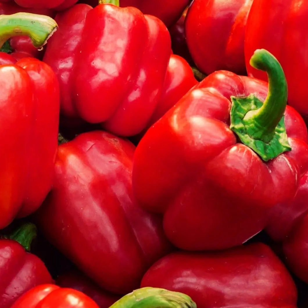 Pepper Seeds - Sweet - King of the North - Alliance of Native Seedkeepers - Vegetable Seeds