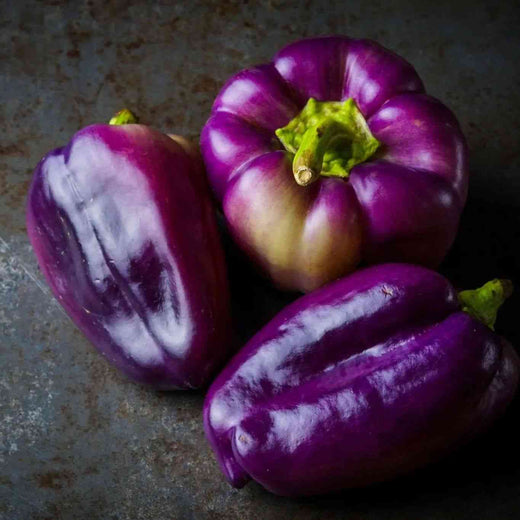 Pepper Seeds - Sweet - Purple Beauty Bell