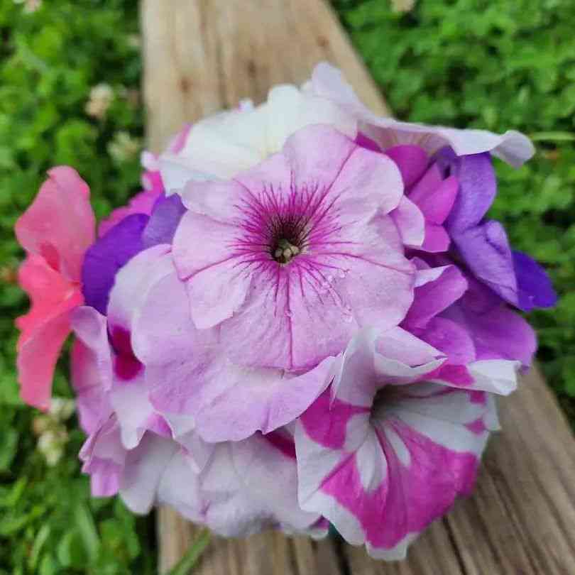 Dark Gray Petunia Seeds - Balcony Mix Colors Alliance Of Native Seedkeepers Flower Seeds