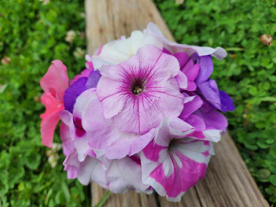 Petunia Seeds - Balcony Mix Colors - Alliance of Native Seedkeepers -