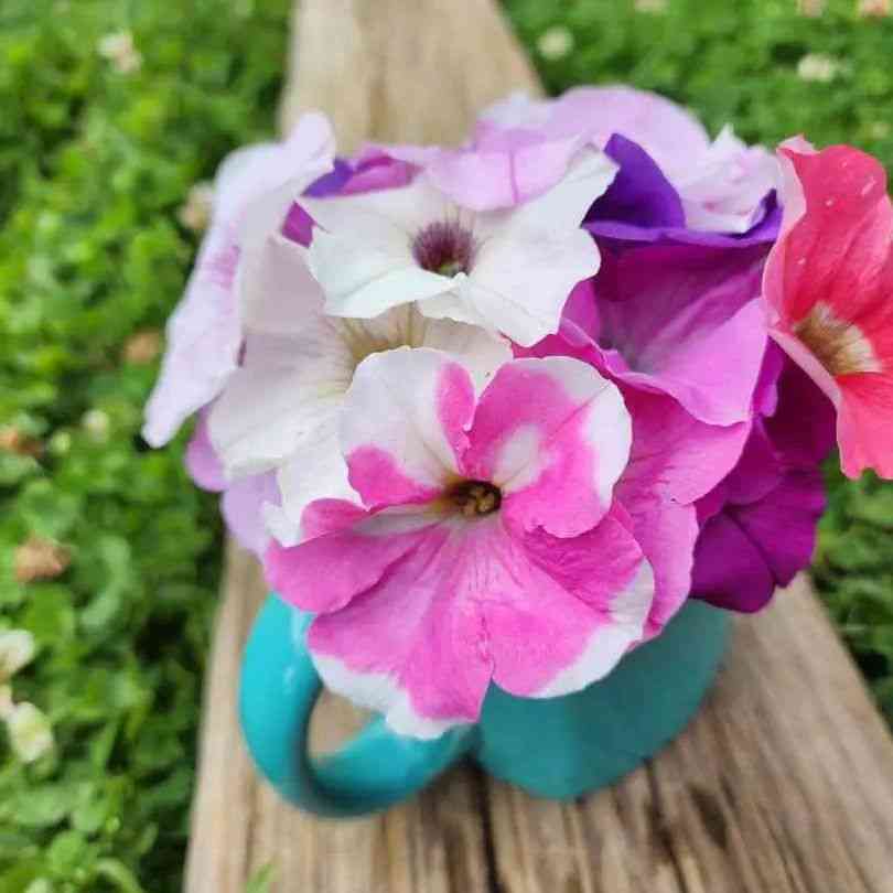 Gray Petunia Seeds - Balcony Mix Colors Alliance Of Native Seedkeepers Flower Seeds
