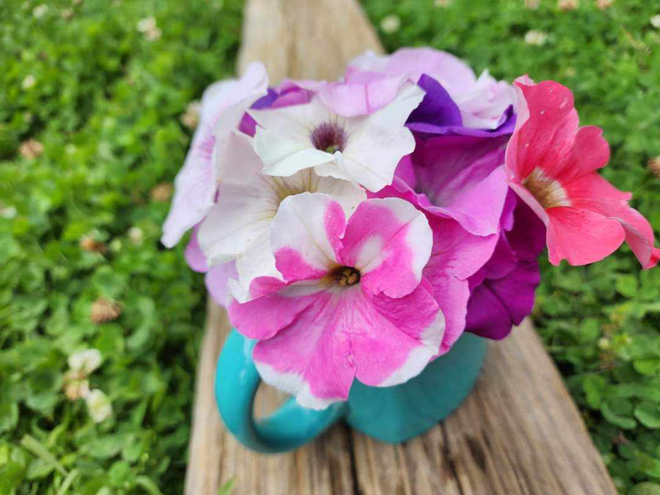 Petunia Seeds - Balcony Mix Colors - Alliance of Native Seedkeepers -