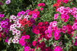 Phlox Seeds - Mixed Colors - Alliance of Native Seedkeepers - 3. All Flowers
