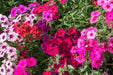 Phlox Seeds - Mixed Colors - Alliance of Native Seedkeepers - 3. All Flowers