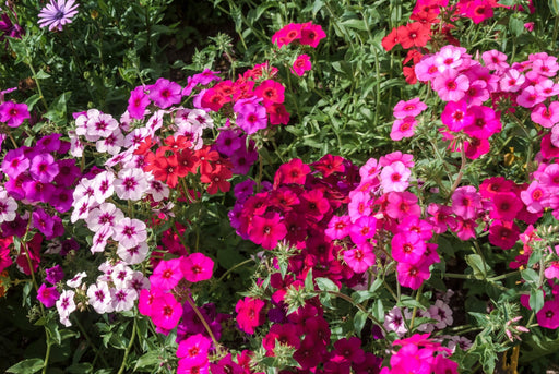 Phlox Seeds - Mixed Colors - Alliance of Native Seedkeepers - 3. All Flowers