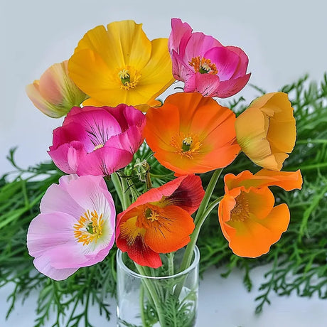 Poppy Seeds - California Mix - Alliance of Native Seedkeepers -
