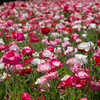 Poppy Seeds - Shirley Mixed Colors - Alliance of Native Seedkeepers - 3. All Flowers