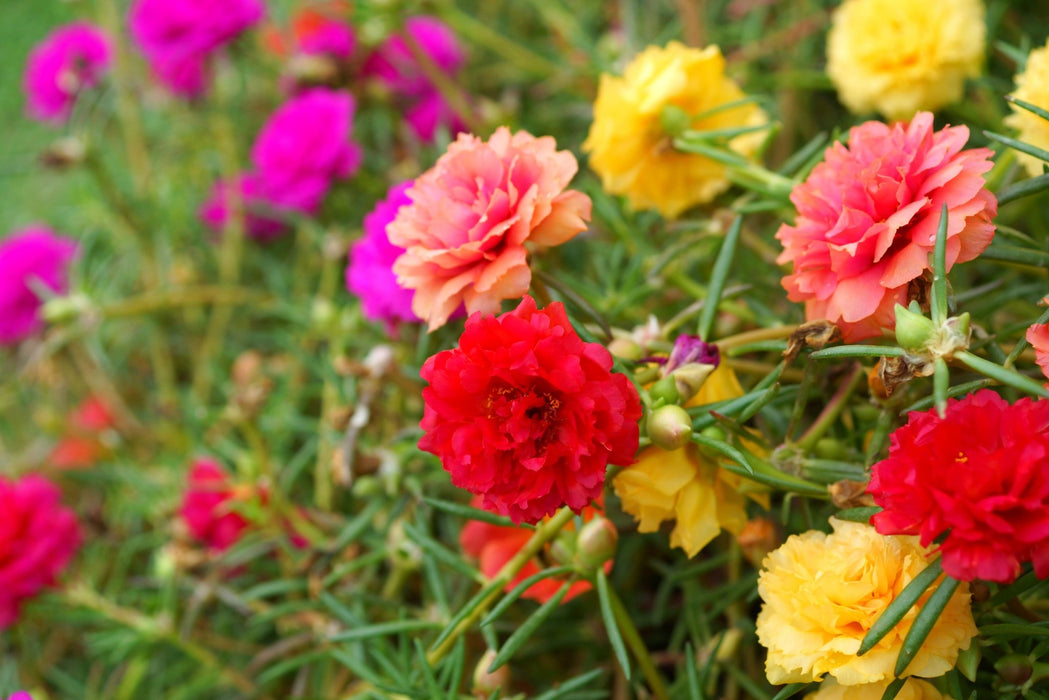 Portulaca Seeds - Mixed Colors - Alliance of Native Seedkeepers - 3. All Flowers