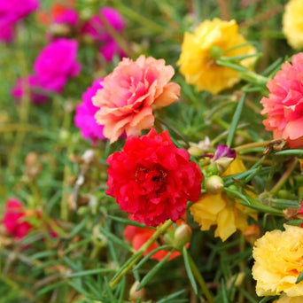 Portulaca Seeds - Mixed Colors - Alliance of Native Seedkeepers - 3. All Flowers