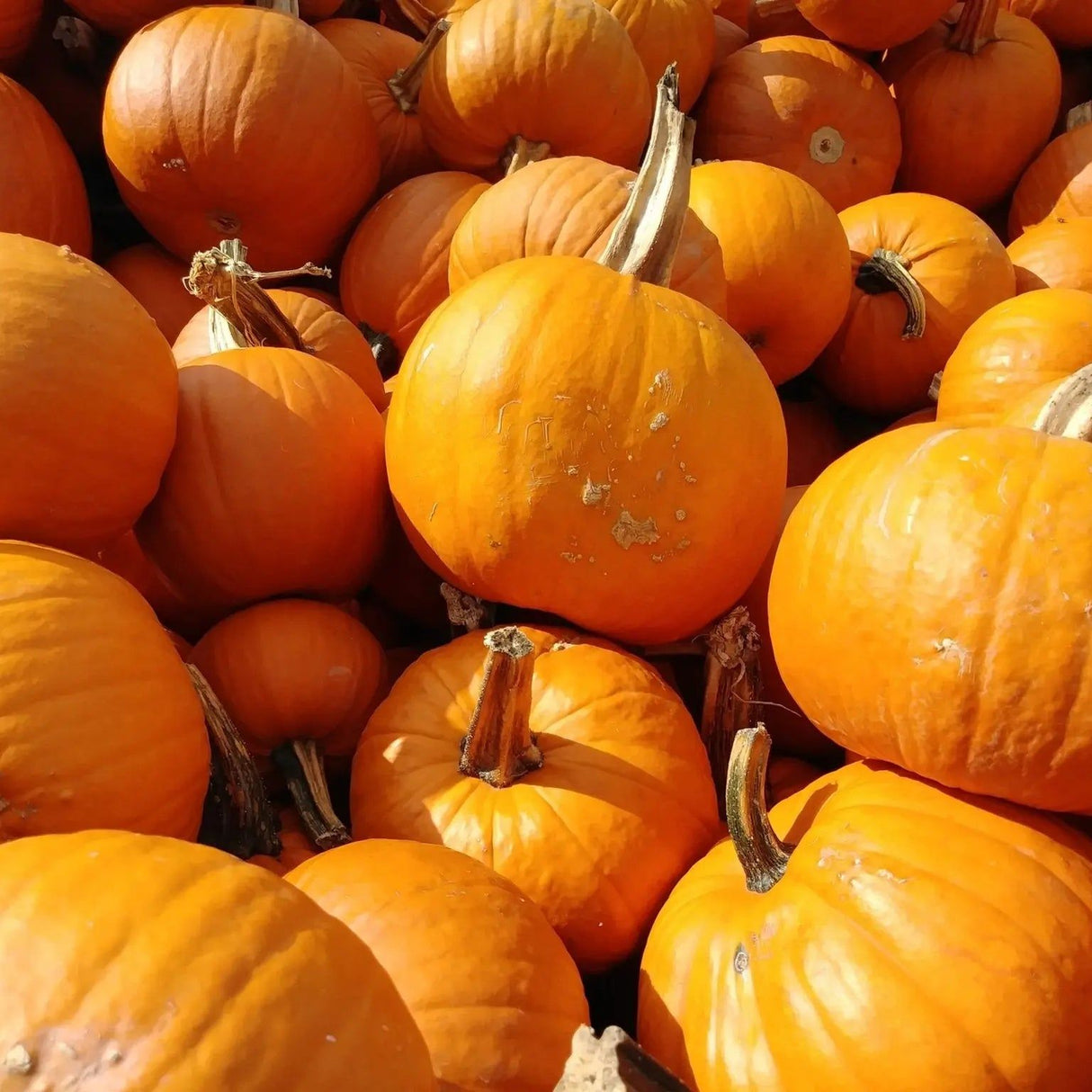 Pumpkin Seeds - Jack O' Lantern Pumpkin - Alliance of Native Seedkeepers - Vegetable Seeds