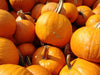 Pumpkin Seeds - Jack O' Lantern - Alliance of Native Seedkeepers - Squash