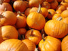 Pumpkin Seeds - Jack O' Lantern - Alliance of Native Seedkeepers - Squash
