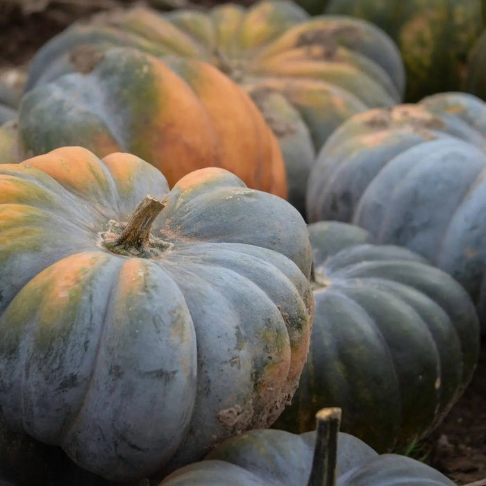 Pumpkin Seeds - Jarrahdale - Alliance of Native Seedkeepers - 1. All Vegetables