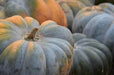 Pumpkin Seeds - Jarrahdale - Alliance of Native Seedkeepers - 1. All Vegetables