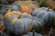 Pumpkin Seeds - Jarrahdale - Alliance of Native Seedkeepers - 1. All Vegetables